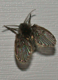 Clogmia albipunctata